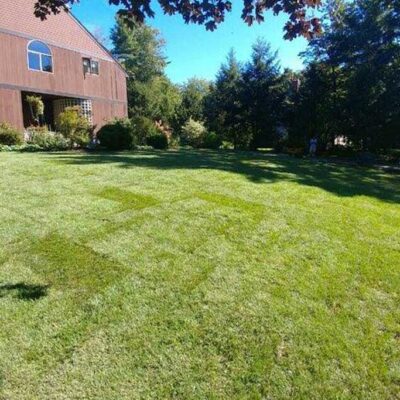 A sloping yard upgraded with a beautiful new lawn under leafy tree branches.